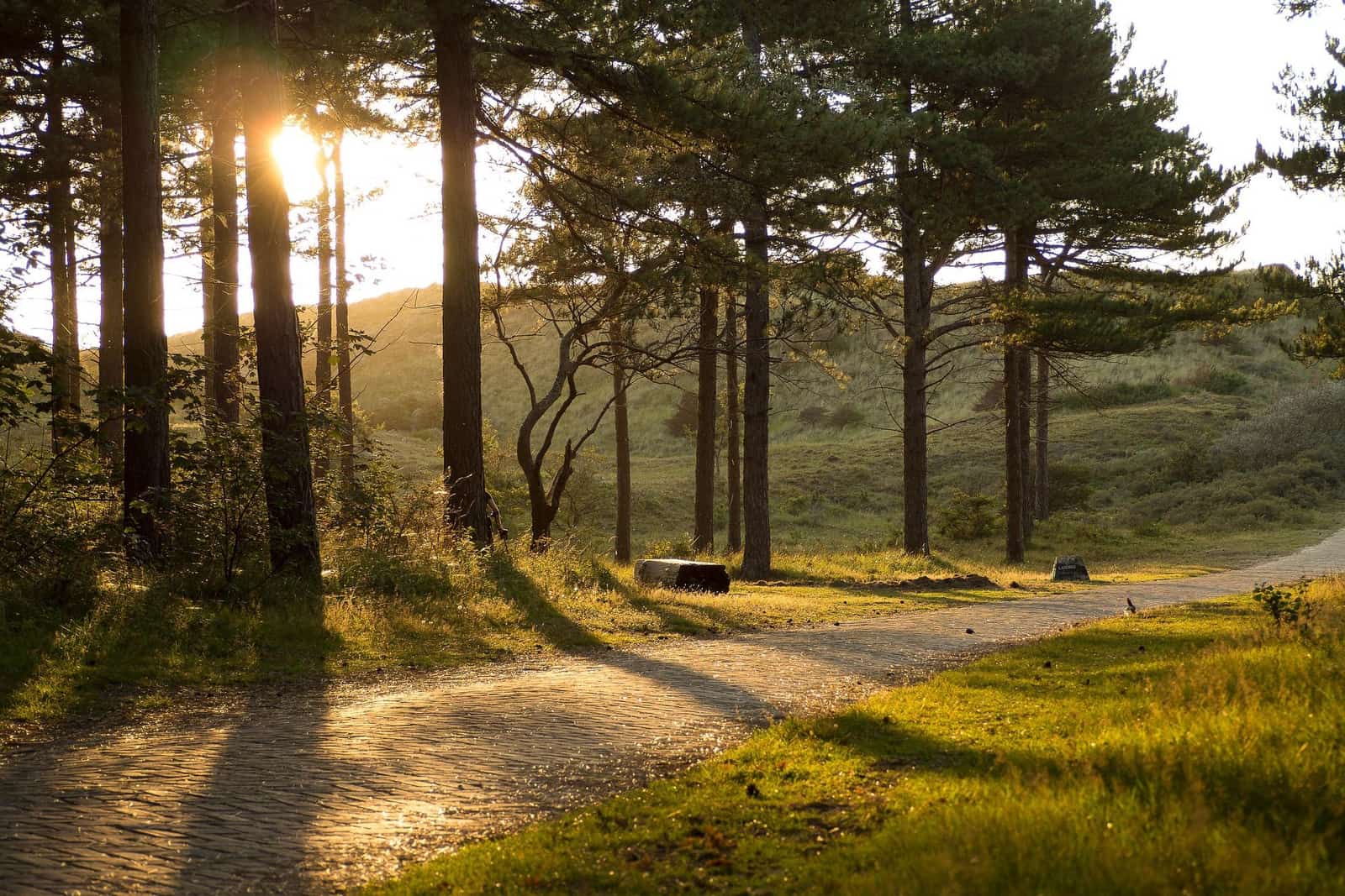 Hollandse duinen