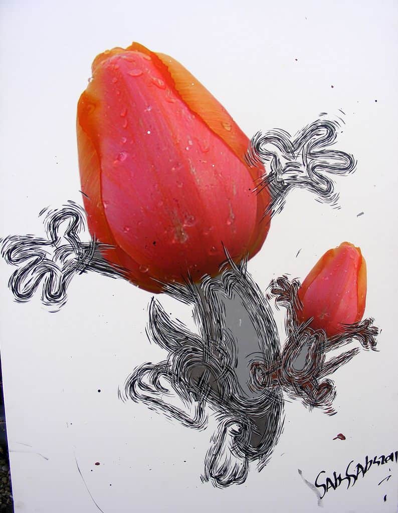 Tom and Jerry Tulip
