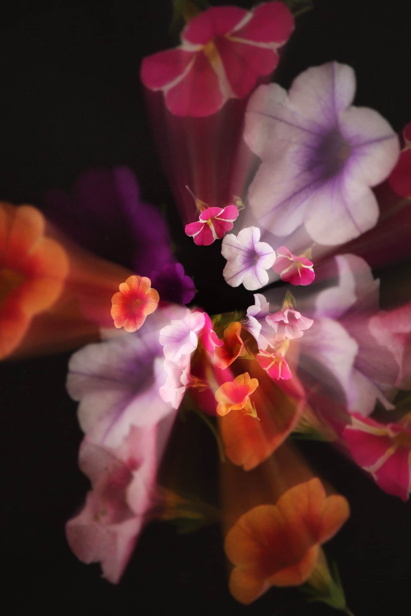 Flower Cicus