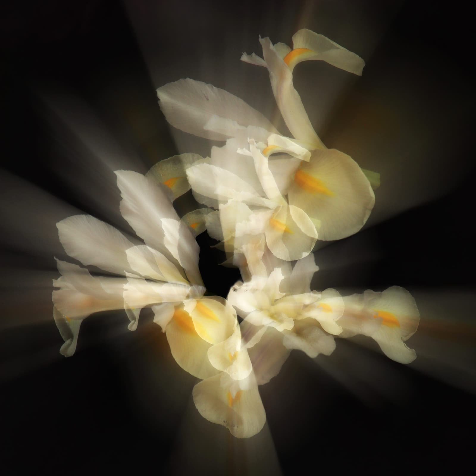 Dancing Iris