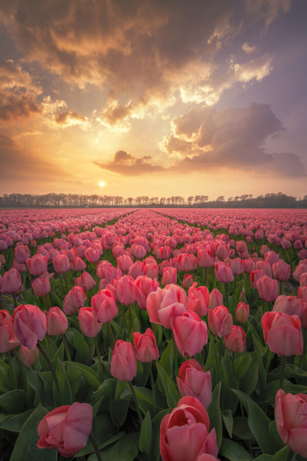 Tulip Sunset